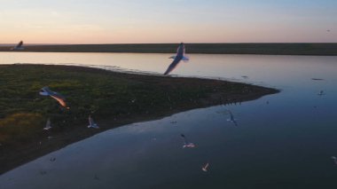 Kuşlar sürüsü renkli gökyüzü arka plan üzerinde. Günbatımı Nehri üzerinde. Martı Adası. Günbatımında hava Kuşlar uçar