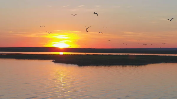Ένα σμήνος πουλιών στο φόντο των πολύχρωμο ουρανό. Ηλιοβασίλεμα στον ποταμό. Νησί των γλάρων. Πετούν τα πουλιά στο ηλιοβασίλεμα, εναέρια — Φωτογραφία Αρχείου