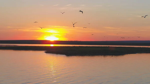 Ein Schwarm Vögel vor dem Hintergrund des farbenfrohen Himmels. Sonnenuntergang am Fluss. Insel der Möwen. Vögel fliegen bei Sonnenuntergang, aus der Luft — Stockfoto