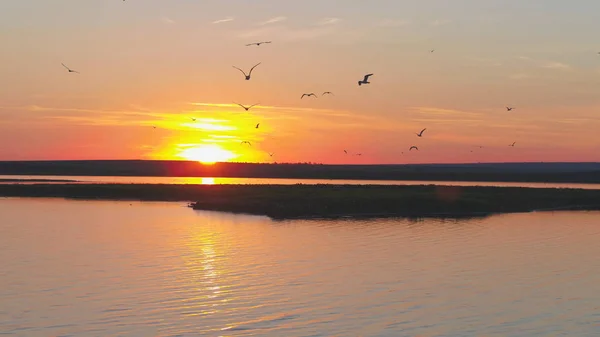 Een zwerm vogels op de achtergrond van kleurrijke hemel. Zonsondergang op de rivier. Eiland van meeuwen. Vogels vliegen bij zonsondergang, luchtfoto — Stockfoto