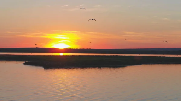 Een zwerm vogels op de achtergrond van kleurrijke hemel. Zonsondergang op de rivier. Eiland van meeuwen. Vogels vliegen bij zonsondergang, luchtfoto — Stockfoto