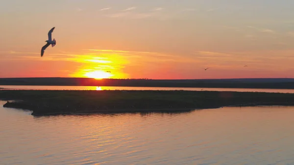 カモメの鳥は、日没時に川の上飛ぶ。夕暮れ時に鳥が飛んでいきます。空中川の夕日 — ストック写真