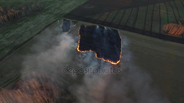Flygfoto. Footage. Brand i majsfält efter skörd. Bränner biomassa — Stockvideo