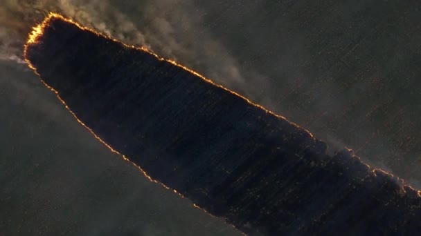 Ogień pola o zachodzie słońca. Materiał filmowy. Pożar na dużą skalę, widok z góry. Antenowe — Wideo stockowe
