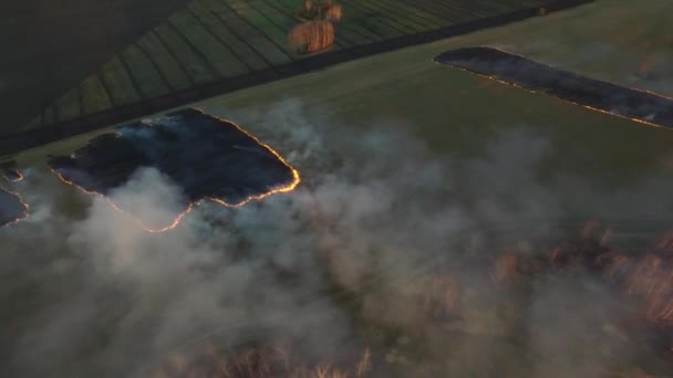 Vista aérea. Filmación. Fuego en el campo de maíz después de la cosecha. Biomasa en llamas — Vídeo de stock