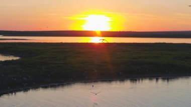 Martılar kuş günbatımı zaman nehrin uçmak. Kuşlar günbatımında etmezsin. Günbatımı hava Nehri üzerinde