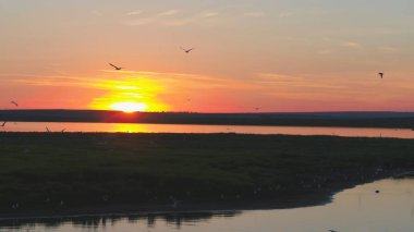 Martılar kuş günbatımı zaman nehrin uçmak. Kuşlar günbatımında etmezsin. Günbatımı hava Nehri üzerinde