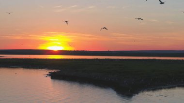 Martılar kuş günbatımı zaman nehrin uçmak. Kuşlar günbatımında etmezsin. Günbatımı hava Nehri üzerinde