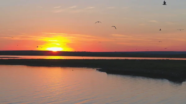 Las gaviotas vuelan por encima del río al atardecer. Las aves vuelan al atardecer. Puesta de sol en el río, aérea —  Fotos de Stock