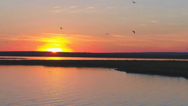 Las gaviotas vuelan por encima del río al atardecer. Las aves vuelan al atardecer. Puesta de sol en el río, aérea —  Fotos de Stock