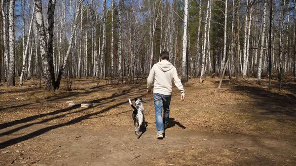 Homem caminha com cão no parque de outono no dia ensolarado. Homem caminhando com um cão dálmata, vista de trás — Fotografia de Stock