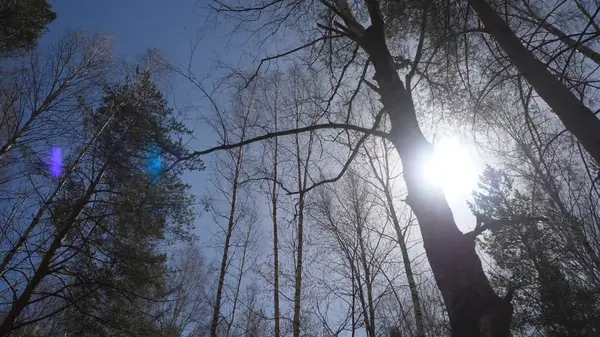 Březový les v slunečním světle v noci. Prosluněný březový háj na podzim — Stock fotografie