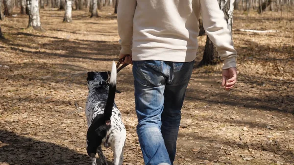 Férfi sétál kutyájával őszi parkban: süt a nap. A dalmát kutya gyaloglás az ember, a hátsó kilátás — Stock Fotó