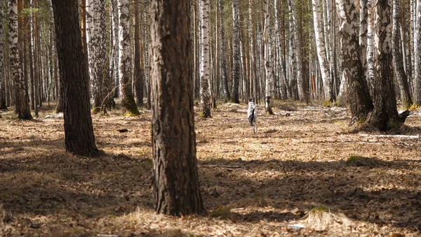 Ahşap bir parça ile bir sahada çalışan Dalmation köpek. Bir sopayla Dalmaçya köpeği