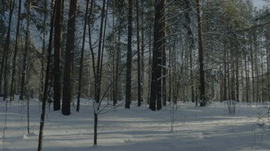 Parlak güneşli çam ormanı içinde belgili tanımlık kar. Güzel kış manzara orman