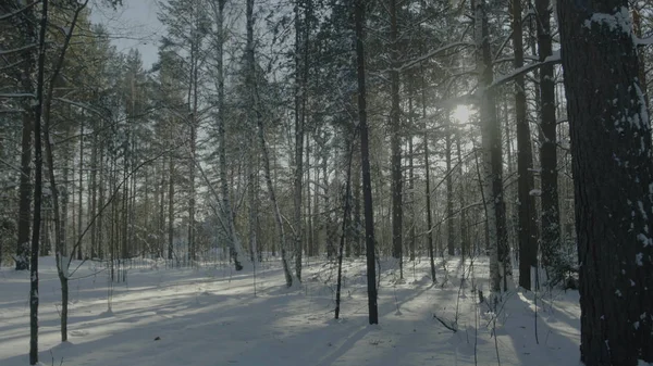 明亮的阳光松林在雪地里。在森林里美丽的冬天景观 — 图库照片