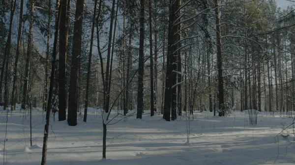 明亮的阳光松林在雪地里。在森林里美丽的冬天景观 — 图库照片