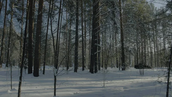 Heldere zonnige dennenbos in de sneeuw. Prachtige winterlandschap in het bos — Stockfoto