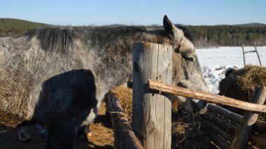 At çim yeme. Bakımlı güzel güçlü at saman çiğneme
