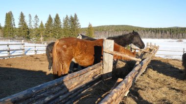Çim yeme atlar. Bakımlı güzel güçlü at saman çiğneme