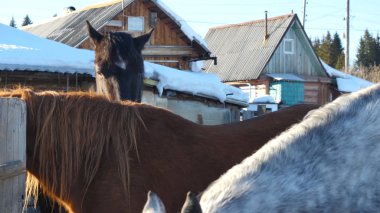 Beyaz ahşap çit yakınındaki bir padok içinde kar üzerinde duran siyah beyaz ve kahverengi atlar