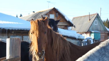 Beyaz ahşap çit yakınındaki bir padok içinde kar üzerinde duran siyah beyaz ve kahverengi atlar