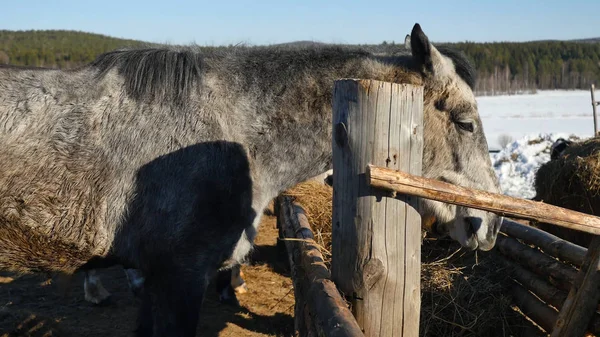 Hästen äter gräs. Välpreparerade vackra starka hästen tuggar hö — Stockfoto