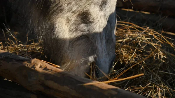 Pferd frisst Gras. gepflegtes schönes starkes Pferd, das Heu kaut, Nahaufnahme — Stockfoto