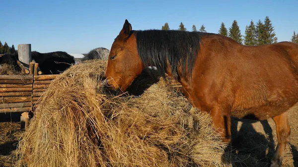 Horse comendo grama. Bem preparado belo cavalo forte mastigar feno — Fotografia de Stock