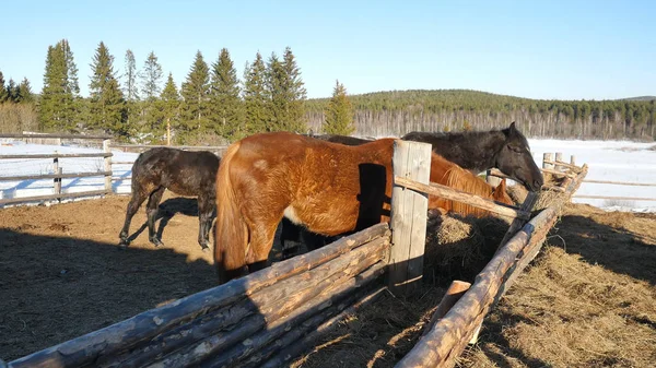 말들이 풀을 먹는입니다. 단정한 아름 다운 강한 말 건초를 씹는 — 스톡 사진