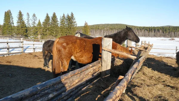 말들이 풀을 먹는입니다. 단정한 아름 다운 강한 말 건초를 씹는 — 스톡 사진
