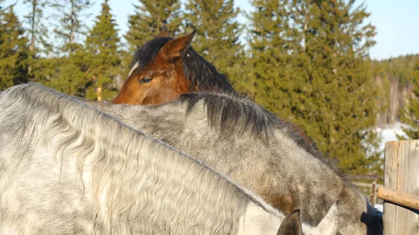Ένα ζευγάρι άλογα δείχνει στοργή. Λευκό και μαύρο άλογο αγκαλιάς — Φωτογραφία Αρχείου