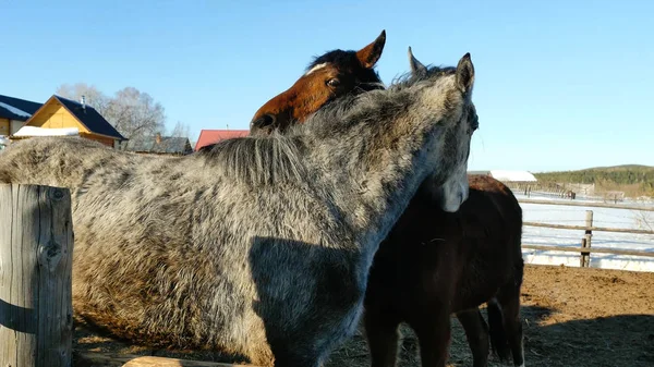 Egy pár ló mutató vonzalma. Hozzábújva, fehér és barna ló — Stock Fotó