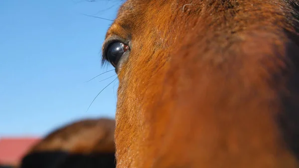 Närbild av en hästar öga — Stockfoto