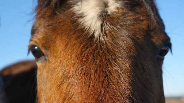 말의 눈의 클로즈업 — 스톡 사진