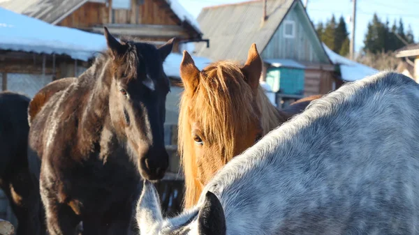 Cavalos brancos e marrons pretos que estão na neve em uma doca perto da cerca de madeira branca — Fotografia de Stock