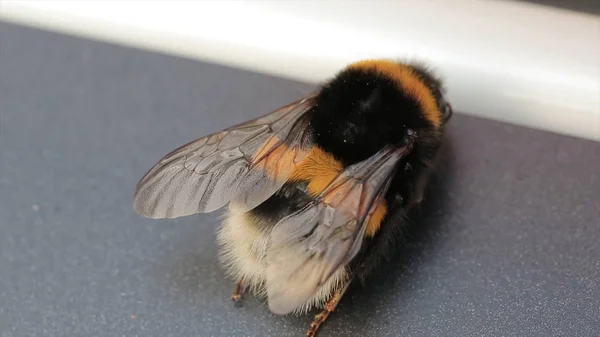 Bumblebee makro görünümü. Ak kuyruklu Bombus arısı lucorum. Büyük bir yaban arısı. Seçici odak. Böcekler — Stok fotoğraf