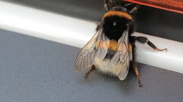 Vista macro de abelha. White-Tail Bumblebee Bombus lucorum. Uma abelha grande. Foco seletivo. Insetos — Fotografia de Stock