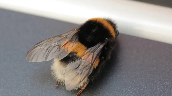 Vista macro de abelha. White-Tail Bumblebee Bombus lucorum. Uma abelha grande. Foco seletivo. Insetos — Fotografia de Stock