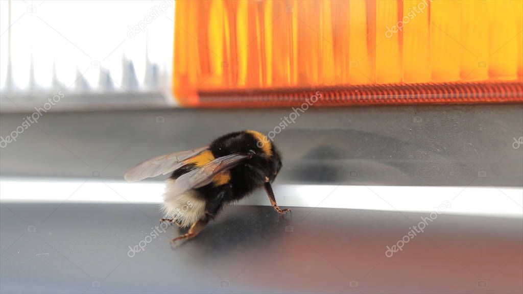 Macro view of bumblebee. White-Tailed Bumblebee Bombus lucorum . A big bumblebee. Selective focus. Insects