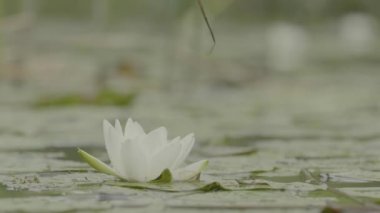 Bataklıkta nilüfer. Bataklıkta nilüfer. Lotus doğa doğal zemin üzerine. Beyaz Lotus bataklıkta yakın çekim.
