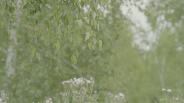 Frühling Hintergrund mit leuchtend grünen Blättern der Birke. Birkenblätter und sonniger Tag. Frühling natürlicher Hintergrund mit jungen Birkenblättern — Stockvideo