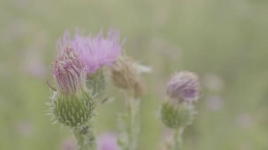 Mor bitki alanı kapatın. Thistle güzel leylak çiçeği. Pembe çiçek kapatın arka plan.