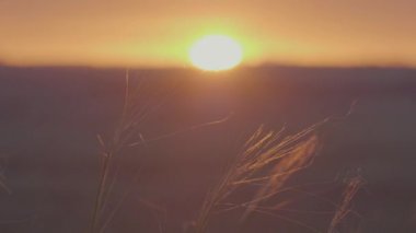 Manzara sunset bulvarında buğday alan güneş ışınları parlama. Güzel doğa günbatımı manzara. Altın buğday kulaklarını kapat. Kırsal sahne altında güneş ışığı. Kulakları tarım olgunlaşma, yaz arka plan