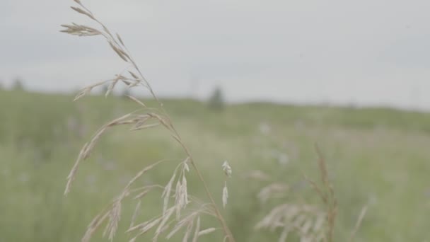 Campo de trigo producto natural. Espiguillas de trigo en primer plano a la luz del sol. Fondo de verano de los oídos maduros del paisaje agrícola. Campo de trigo. Hojas de oro trigo o centeno. Cercanía de granos completos . — Vídeos de Stock