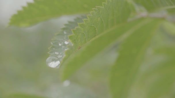 Mooie verse bladeren met waterdruppels. Detail van een bijkantoor met groene bladeren en druppel water sluiten — Stockvideo