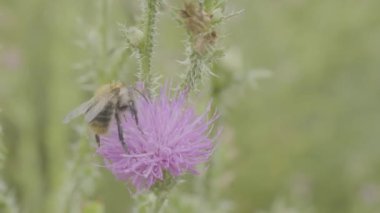 Bir arı nektarı mor cosmos çiçek, toplama makro
