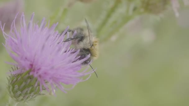 Uma abelha coletando néctar de flor cosmos roxo, macro — Vídeo de Stock