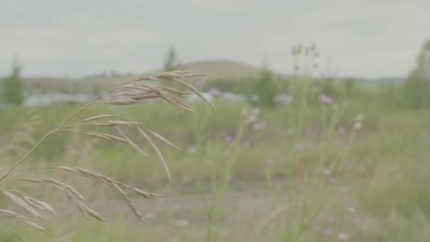 Sárga fül zuhan a szél, a zöld mezőben — Stock videók