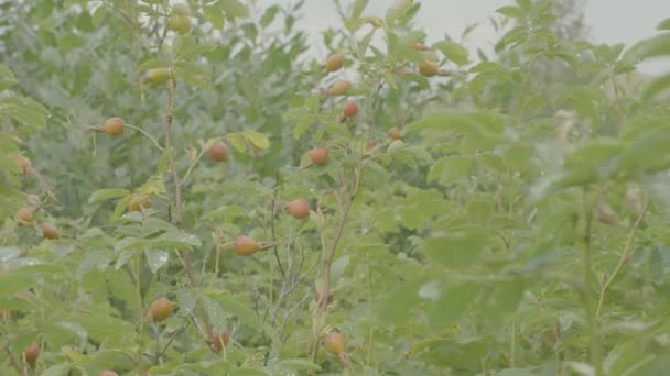 Baya roja de escaramujo de perro en el jardín de otoño. Las ramas otoñales del arbusto del escaramujo con los frutos rojos — Vídeos de Stock